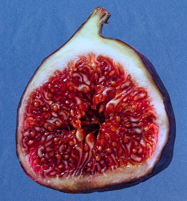 Fig Milk: A Fragrance of Suspended Time