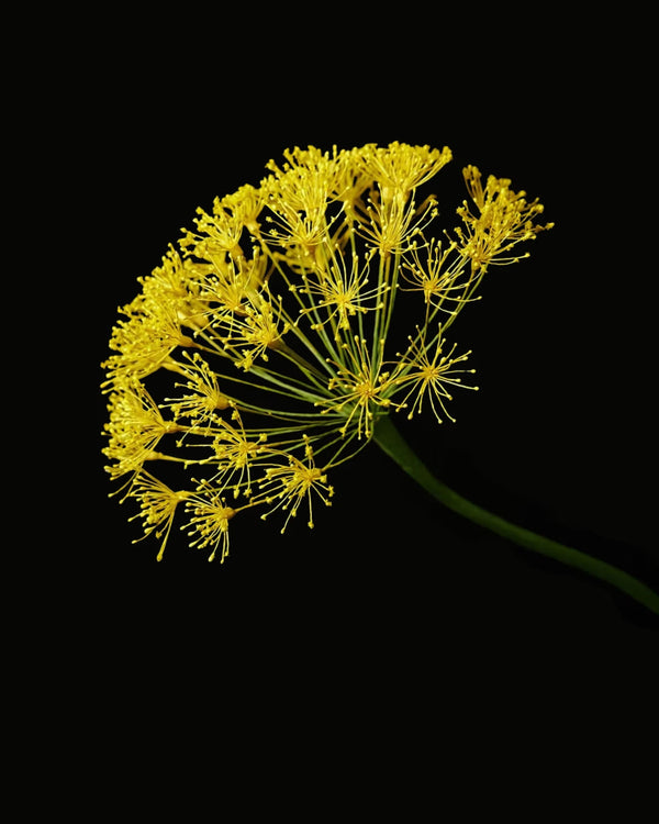 Galbanum: The Green Gold of Fragrance