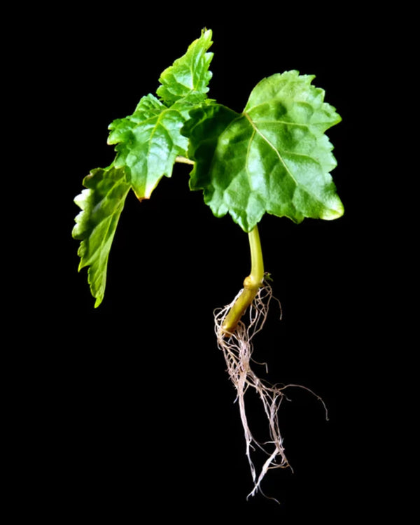 Patchouli: The Scent That Stays