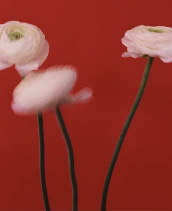 The pleasure of smelling a flower