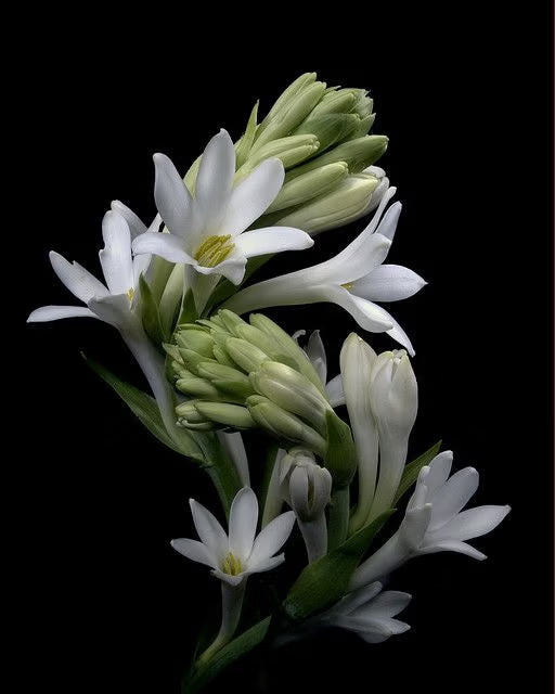 Tuberose