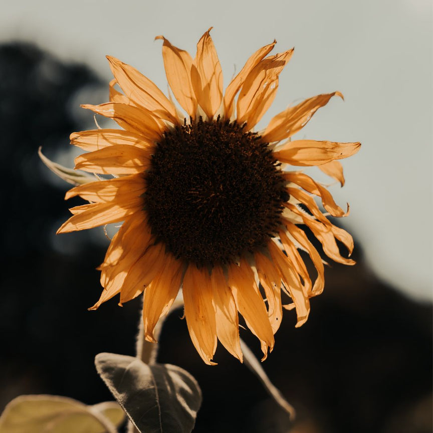 SUNFLOWER OIL (HELIANTHUS ANNUUS)